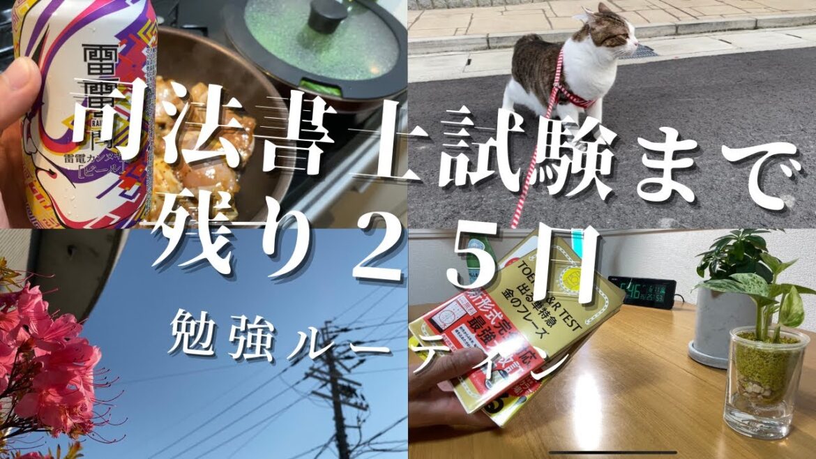 【早起きガチ勢ルーティン＃０２】猫の妨害を受けながら追い込み勉強【Study Vlog 司法書士 TOEIC】