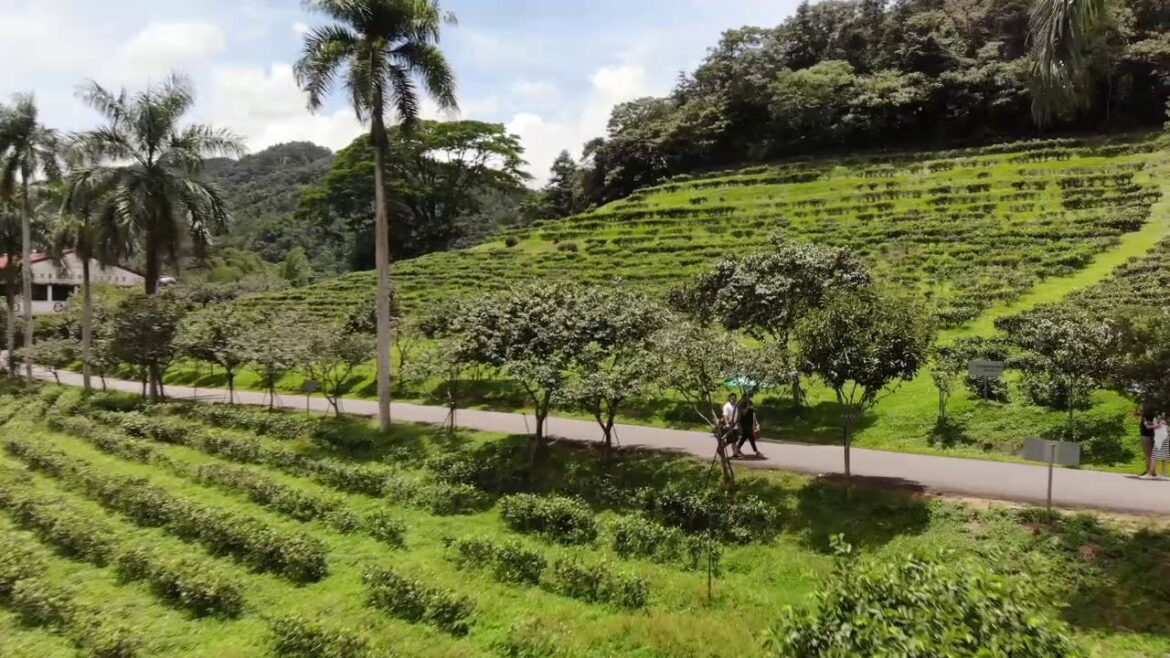 Antique Assam Tea Farm | 日月老茶廠