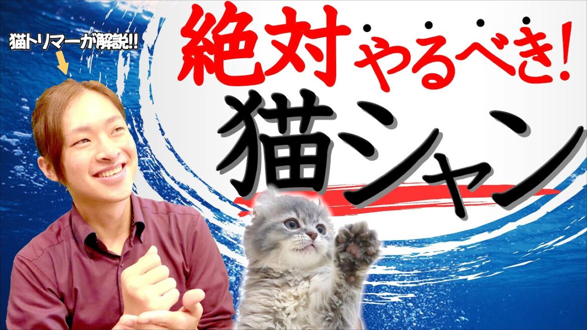 【猫のお風呂は必要!?】猫のシャンプーが「今」必要な理由5選を猫専門トリマーが教えます！
