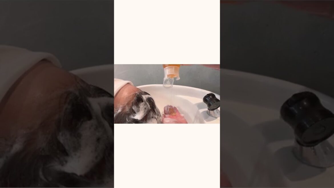 #shorts #ヘッドスパ #はちみつ #美容室 #美容師