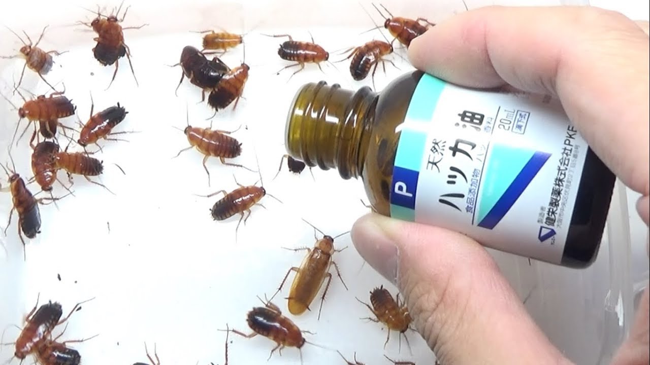 大量のゴキブリの中にアロマオイルを一滴垂らしたら衝撃の結果に Life Wacoca Japan People Life Style
