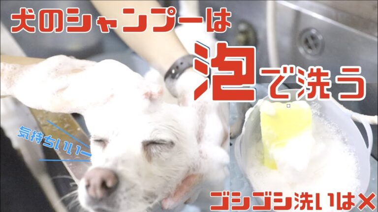 トリマー Life Wacoca Japan People Life Style