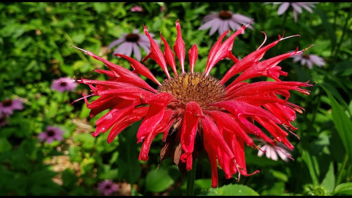 HOW TO USE BEE BALM HERB for TEA and TINCTURE