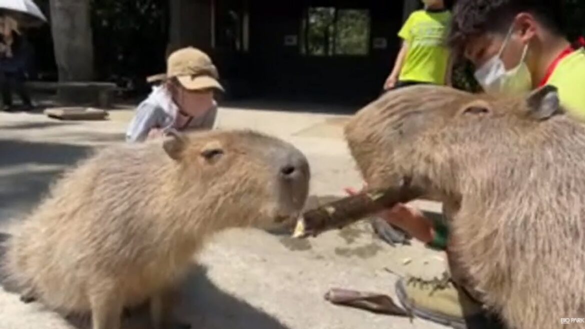 バク＆カピバラのタケノコライブ Tapir & capybara eating bamboo live