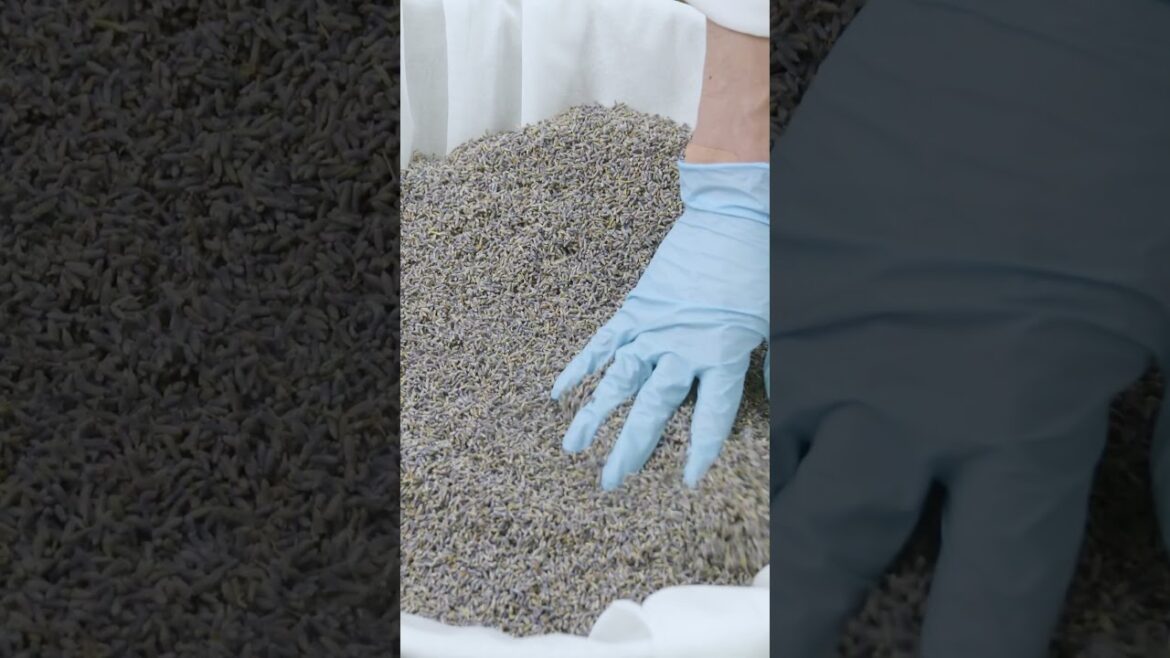 心が躍るのは、フレッシュだから - リキッドコンディショナー『菜』のラベンダー｜LUSH ラッシュ #Shorts