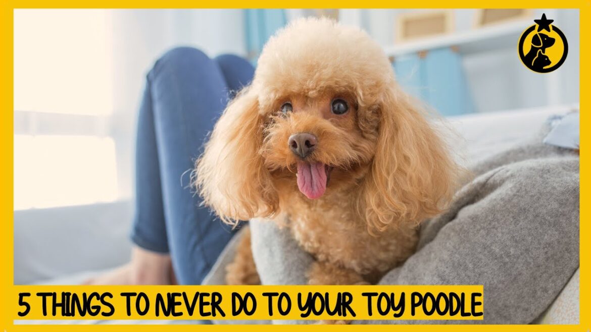 5 Things You Must Never Do to Your Toy Poodle 5 Things You Must Never Do to Your Toy Poodle