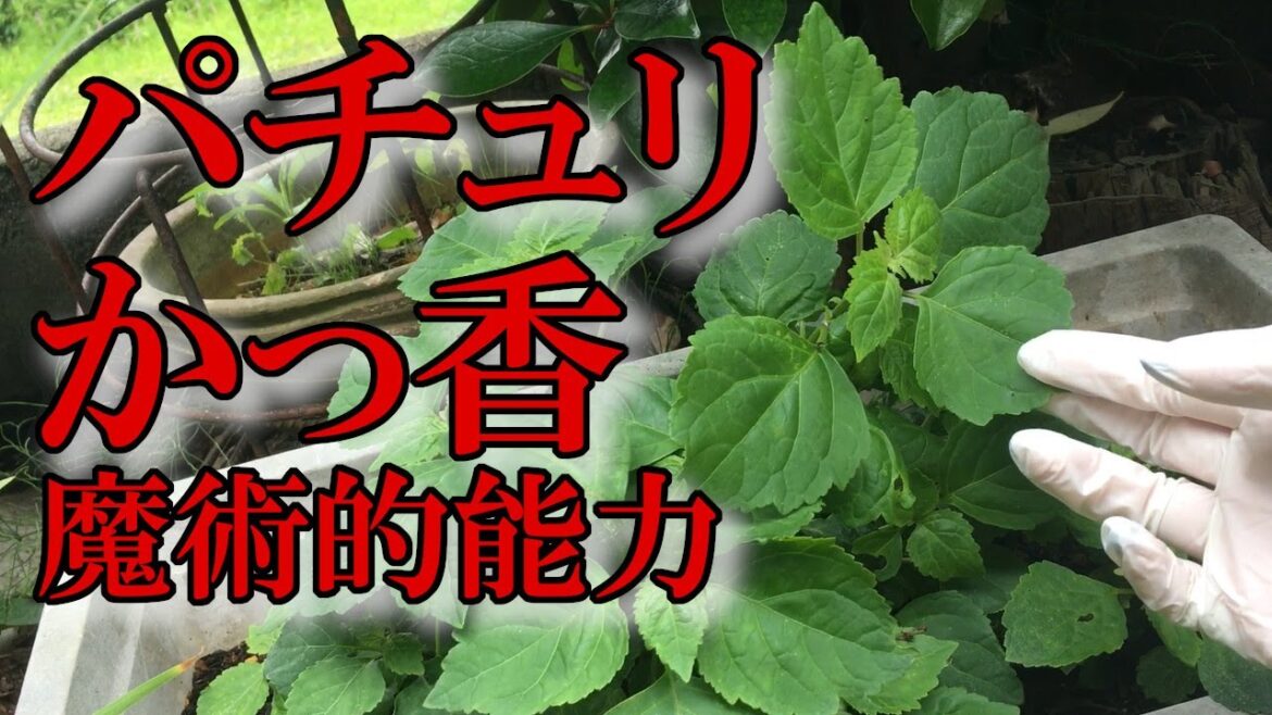 パチュリ（かっ香）の収穫と魔術的能力｜黒猫魔術店