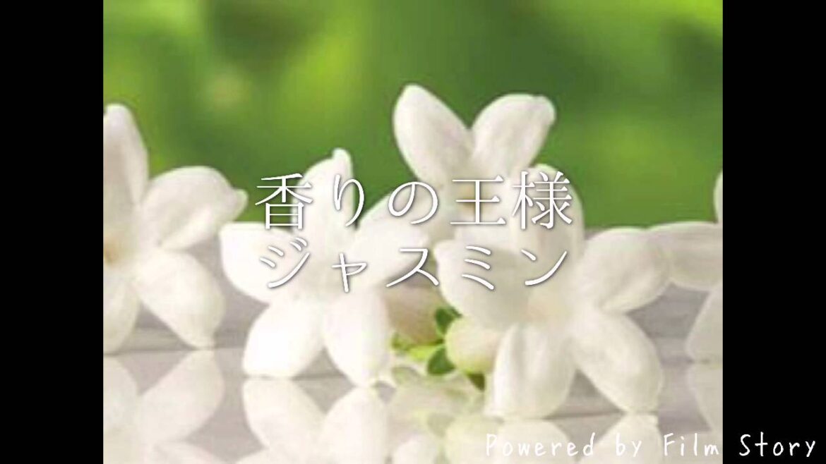 Millefiori カーアロマ