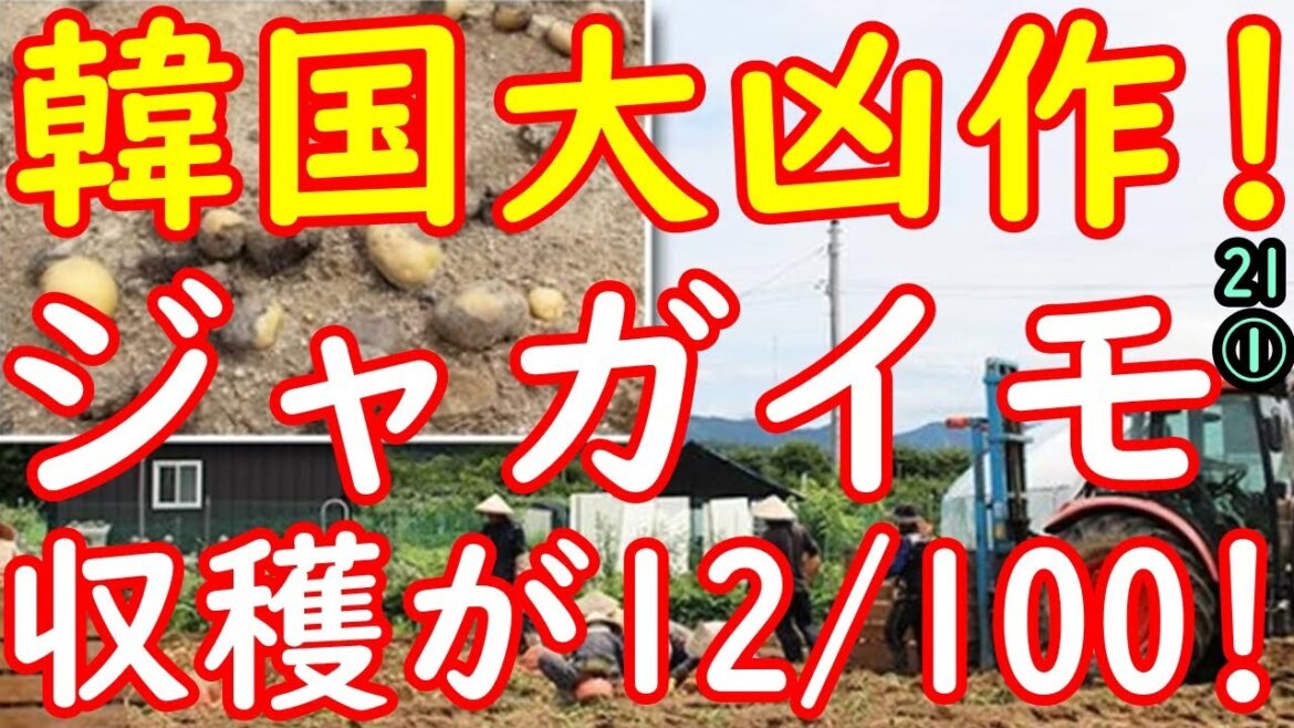 ｢次に蒔く種を買うお金もない｣韓国でジャガイモが20年来の大凶作!農民が涙声で語る惨状をお聞き下さい　【江戸川 media lab HUB 】