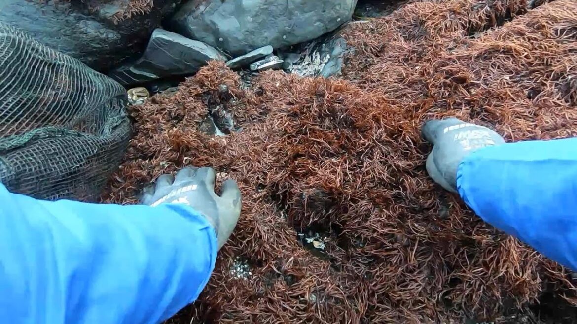 この海藻うめぇ