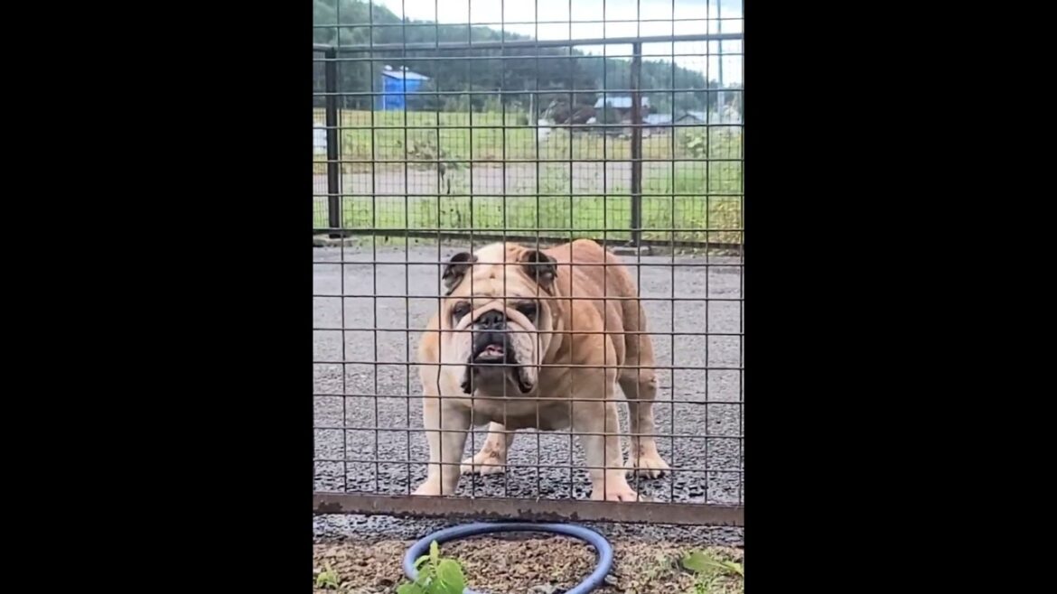 ブルドッグ 王子とダイアン！ #Shorts