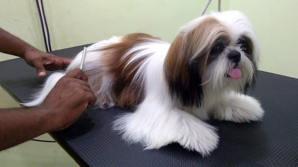 Silky hair Pet named Silk [- Grooming Session