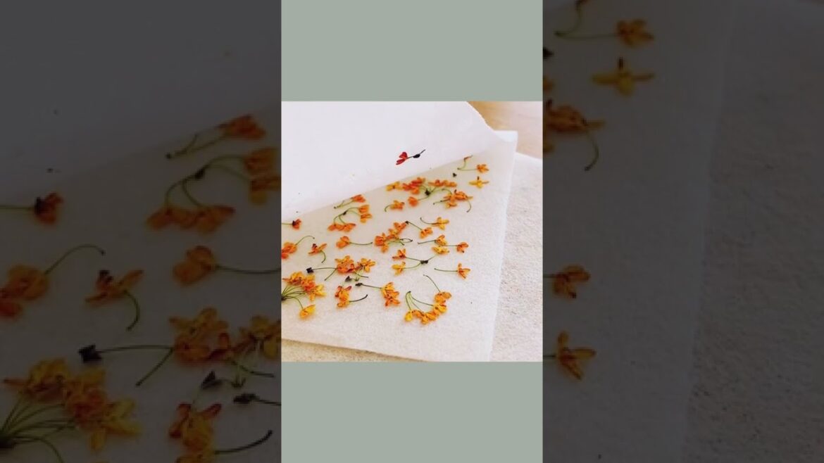 推しを押しました