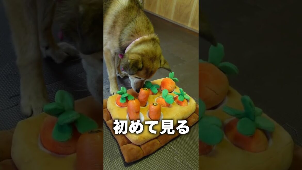 にんじん畑のニンジンが本物だったら？www#shorts