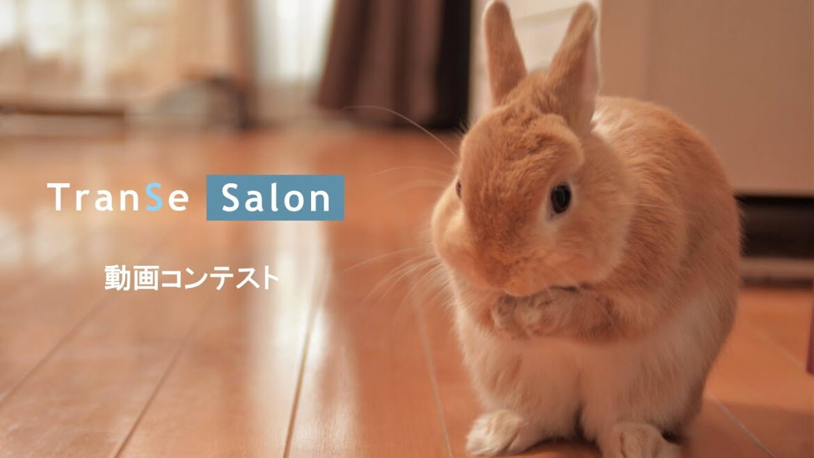 【CM撮ってみた×高校生】家族のうさぎをオシャレなCM風にとってみた#CM撮ってみた#TranSeSalon#うさぎ 【CM撮ってみた×高校生】家族のうさぎをオシャレなCM風にとってみた#CM撮ってみた#TranSeSalon#うさぎ