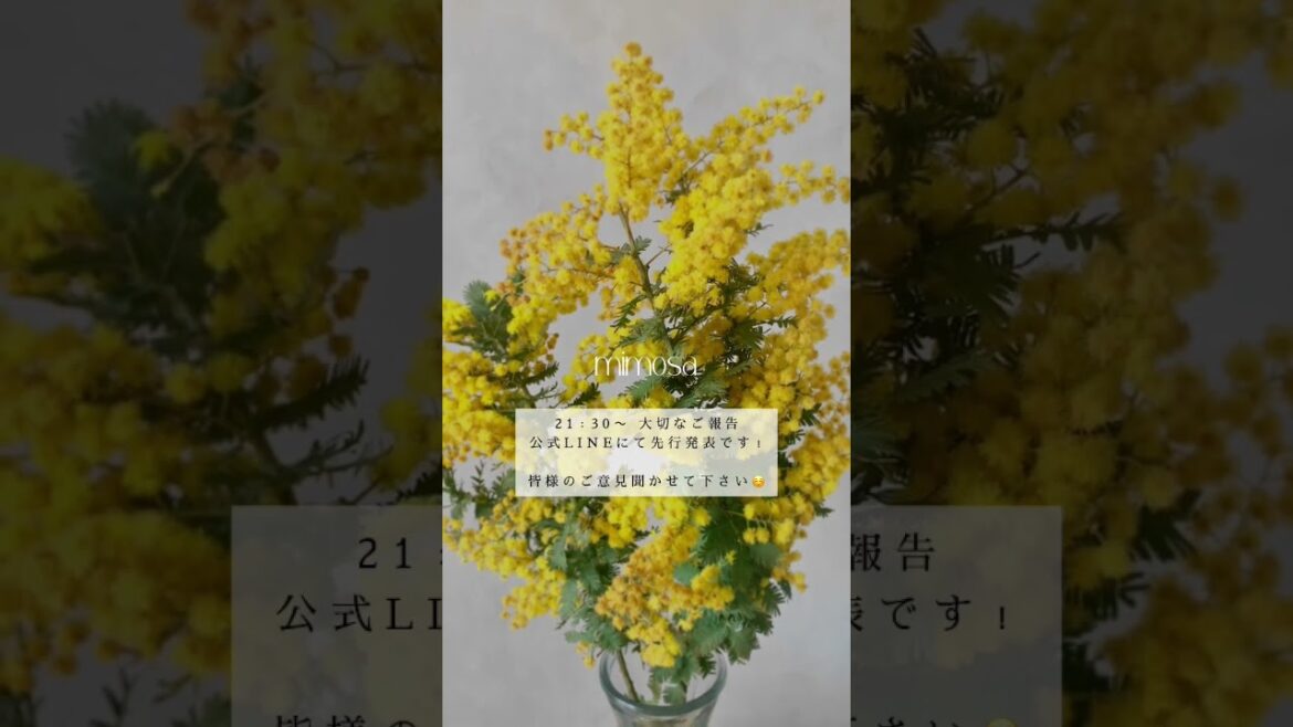 ミモザの日🌼大切なお知らせです！