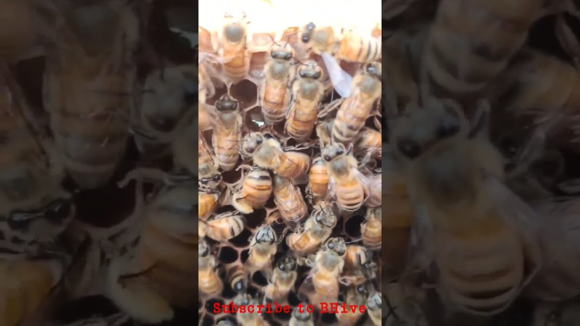 Apiculture HoneyBee 🐝🍯 |Telugu|
