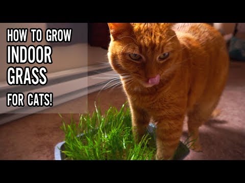 Indoor Plants – Indoor Grass For Cats Indoor Plants - Indoor Grass For Cats