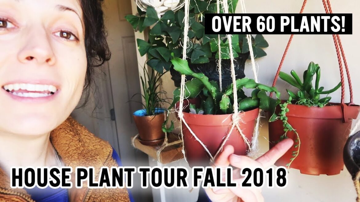 Houseplant Tour Fall 2018 | Over 60 Plants!