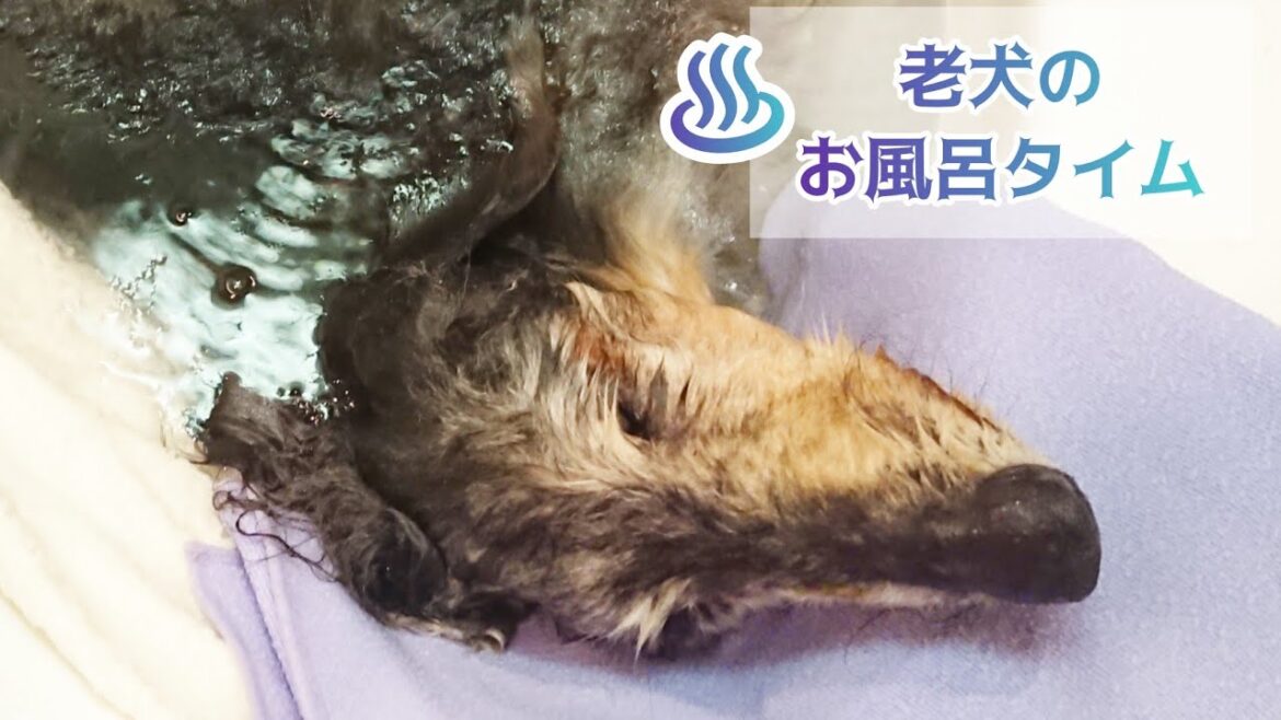【音注意】お風呂に入ったお~♪20 year old dog bath【Dachshund】 【音注意】お風呂に入ったお~♪20 year old dog bath【Dachshund】