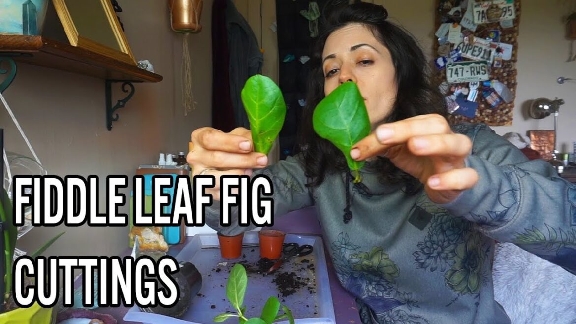 Fiddle Leaf Fig | Propagating Cuttings