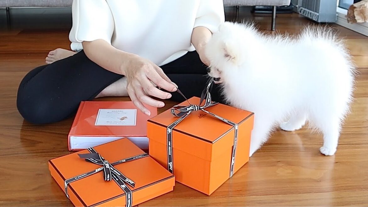 【HERMES】わんちゃんが開封を手伝ってくれました【プレゼント開封動画】 【HERMES】わんちゃんが開封を手伝ってくれました【プレゼント開封動画】