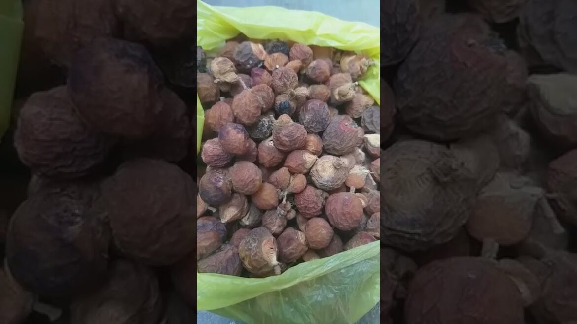 #natural shampoo, #soap nuts, #homemadeshampoo, @su-swathi, , #shorts#kunkudukayalu #natural shampoo, #soap nuts, #homemadeshampoo, @su-swathi, , #shorts#kunkudukayalu