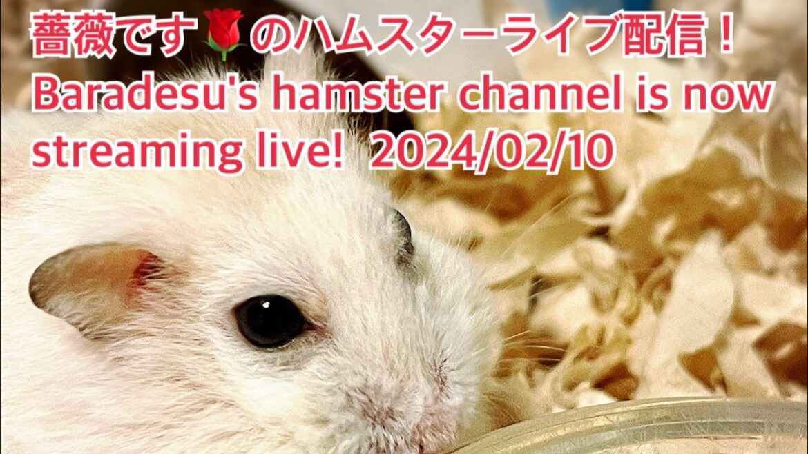 薔薇です🌹のハムスターライブ配信！Baradesu's hamster channel is now streaming live! #薔薇です🌹 #baradesu 2024/02/10