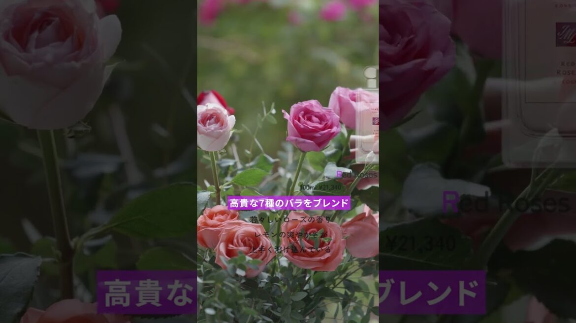 【JO MALONE】みんなはどの香りが好き?🤔 #jomalone 【JO MALONE】みんなはどの香りが好き?🤔 #jomalone