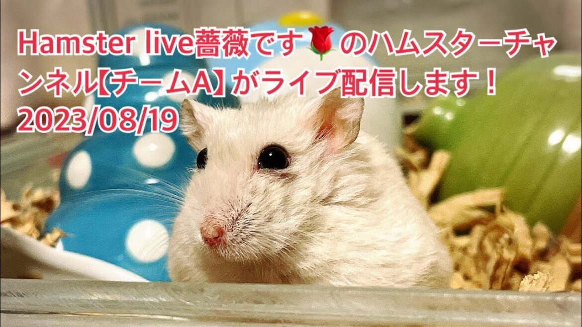 Hamster live薔薇です🌹のハムスターチャンネル【チームA】 がライブ配信します!2023/08/19 Hamster live薔薇です🌹のハムスターチャンネル【チームA】 がライブ配信します!2023/08/19