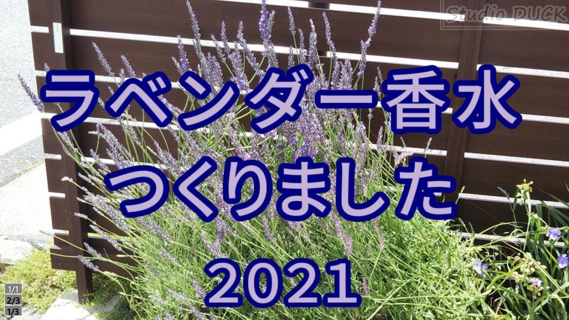 ラベンダー香水つくりました、2021年