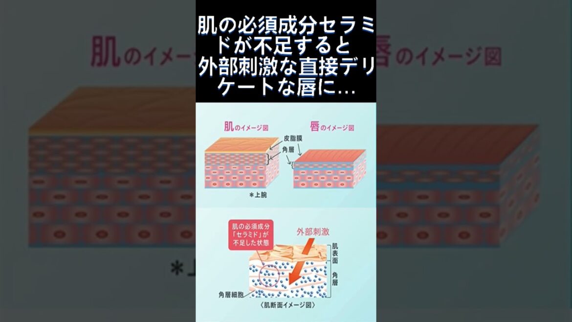 キュレル リップケアクリームの効果は？最安値で仕入れたので保湿ケアしてみた