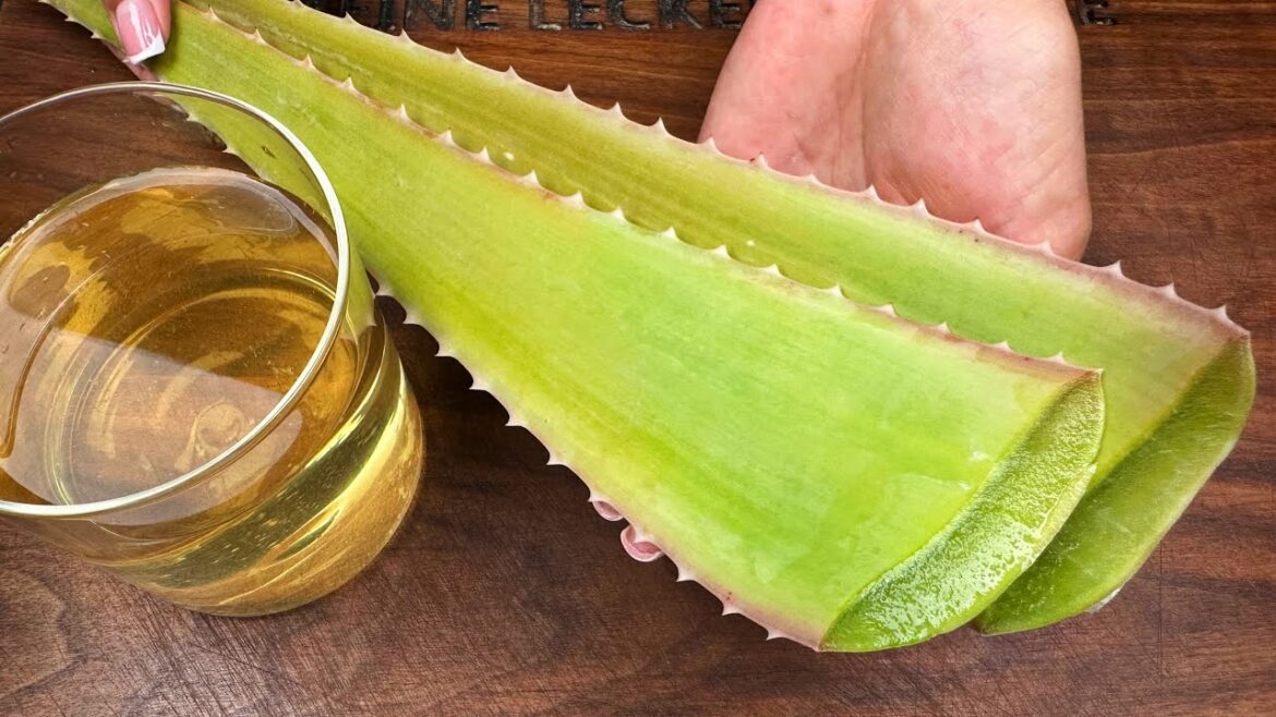 Diese Aloe Vera lässt meine Großmutter mit 65 wie 35 aussehen. Bestes Kollagen
