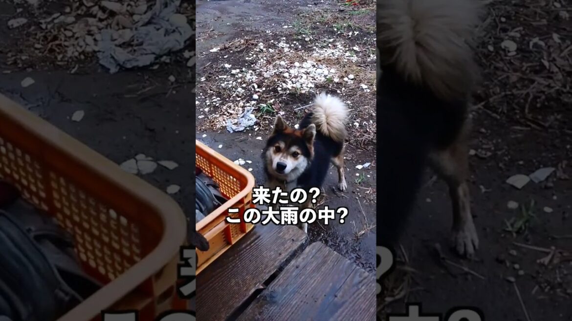 【回想】ジョン突然の来訪。