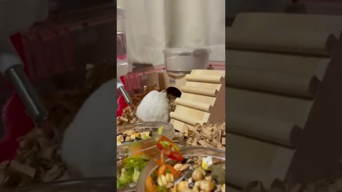 I’ll give you milk.赤ちゃんにミルクあげてきます。#Shorts#木綿子さん👩🦳Ms.Cotton I'll give you milk.赤ちゃんにミルクあげてきます。#Shorts#木綿子さん👩🦳Ms.Cotton