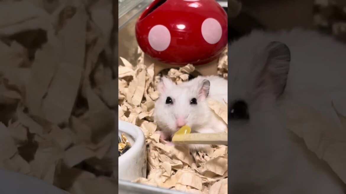 白いハムスターの飼い主探してます。I'm looking for the owner of a white hamster. #おもちくん🌾 #Omochi #ミルクくん🍼 #Milk