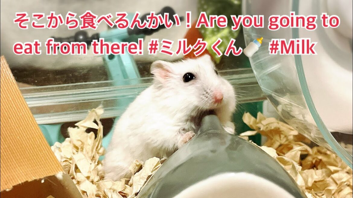 そこから食べるんかい！Are you going to eat from there! #ミルクくん🍼 #Milk #薔薇です🌹#baradesu #hamster #ハムスター