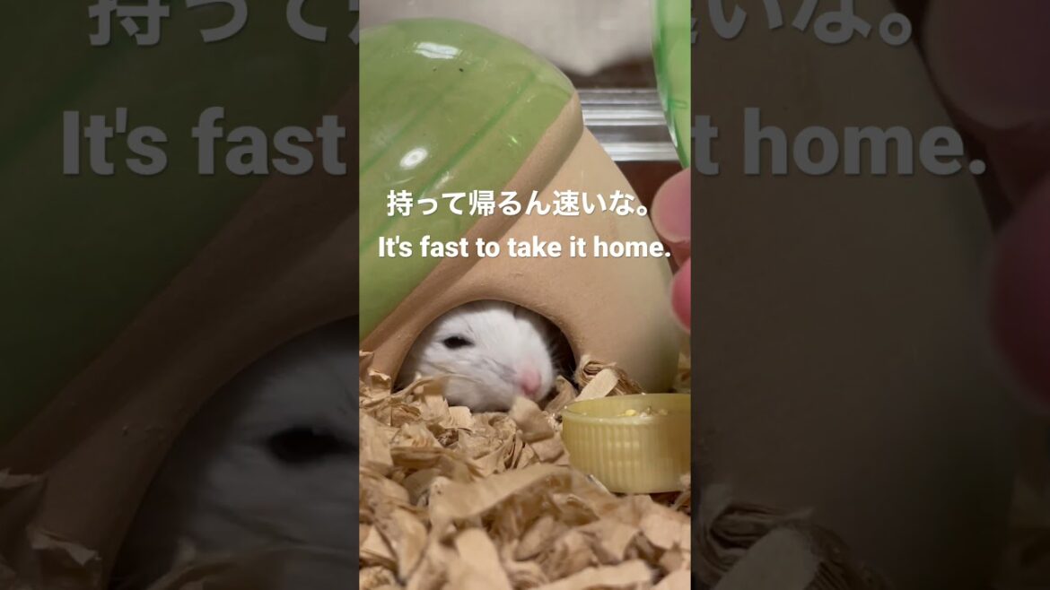 持って帰るん速いな。It's fast to take it home. #もち子さん🍚 #Ricecake♀ #Shorts #ハムスター #hamster #薔薇です🌹#baradesu