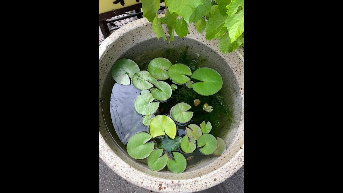 １時間だけライブ　お料理と雑談