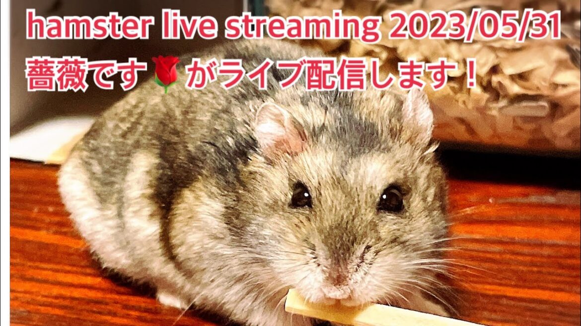 hamster live streaming 2023/05/31薔薇です🌹がライブ配信します!#ハムスター #hamster #薔薇です🌹#baradesu hamster live streaming 2023/05/31薔薇です🌹がライブ配信します!#ハムスター #hamster #薔薇です🌹#baradesu