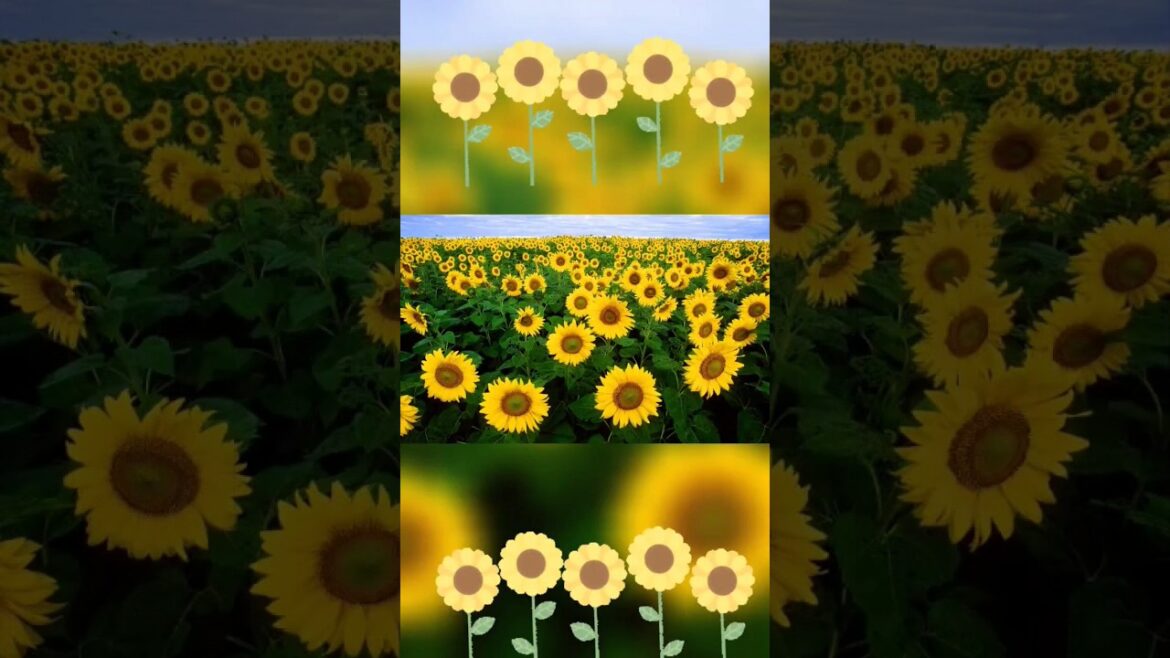 #pr ヒマワリエキスが入ってるんですねー 🌻⌇ #shorts