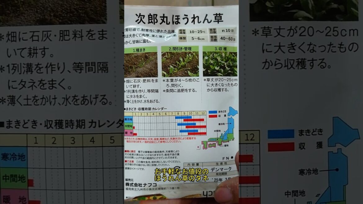 【園芸】 ほうれん草生える?! #Shorts 【園芸】 ほうれん草生える?! #Shorts