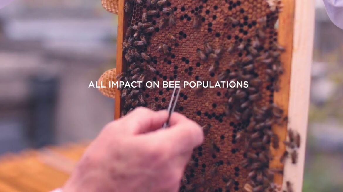 Bee Lovely and help save the bees   Neal's Yard Remedies