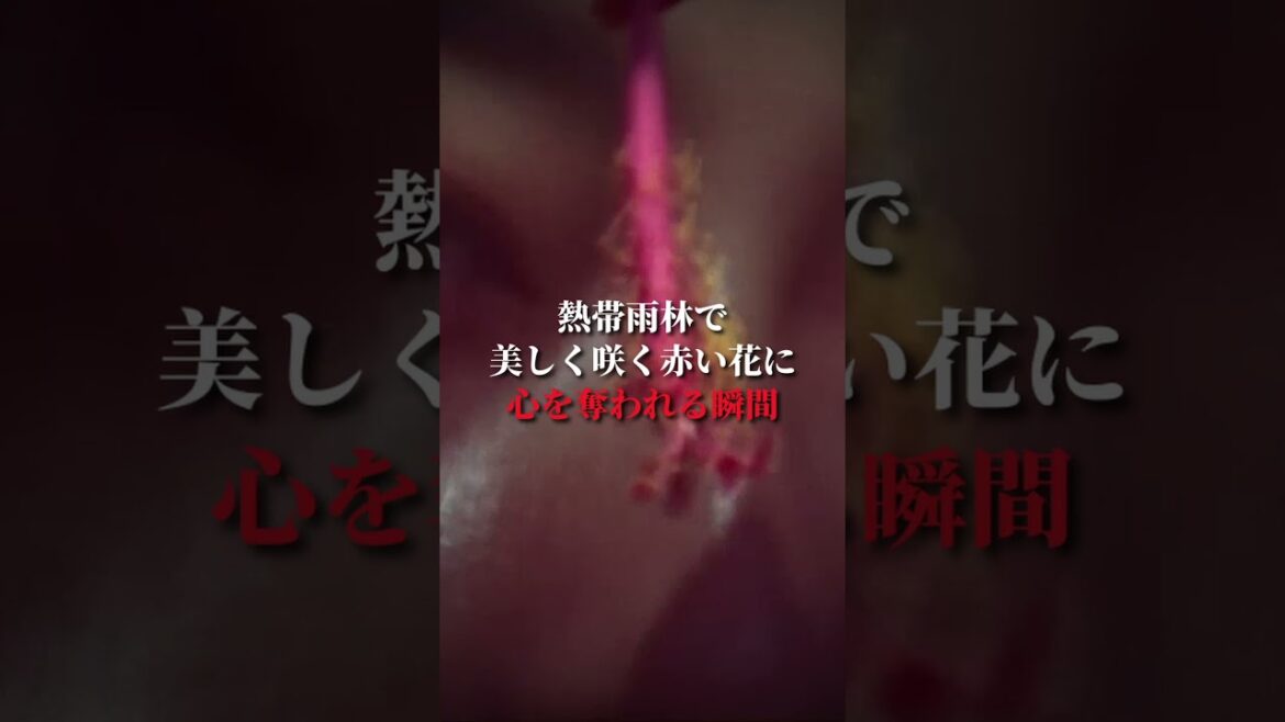 【JO MALONE】みんなはどの香りが一番好き？🌺 #jomalone