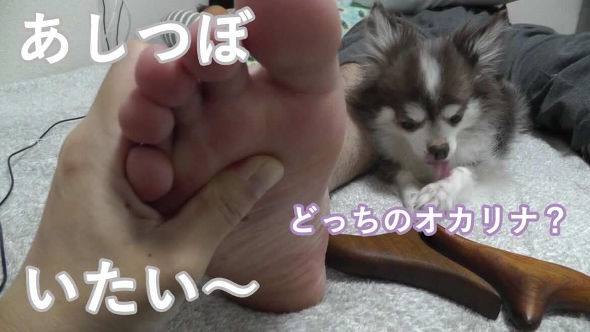 久しぶり足つぼを犬と新生児が見守るDogs and newborns watch over foot massage after a long absence【毎日・足裏・足つぼ】