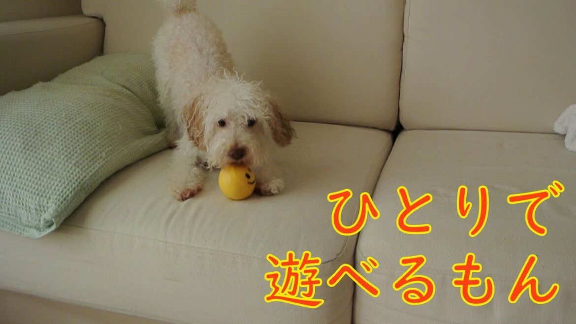 【トイプードル・ひとりで遊べるもん】シャンプー後のストレス解消法!?