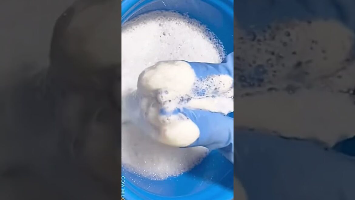 【ASMR】牛乳石鹸のフワフワ泡🧼🫧 body towel and milk soap suds🧼🫧 #spongeasmr #spongesqueeze #bubble