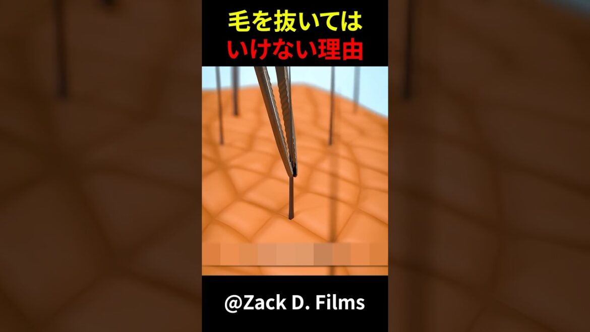 毛を抜いてはいけない理由　#shorts