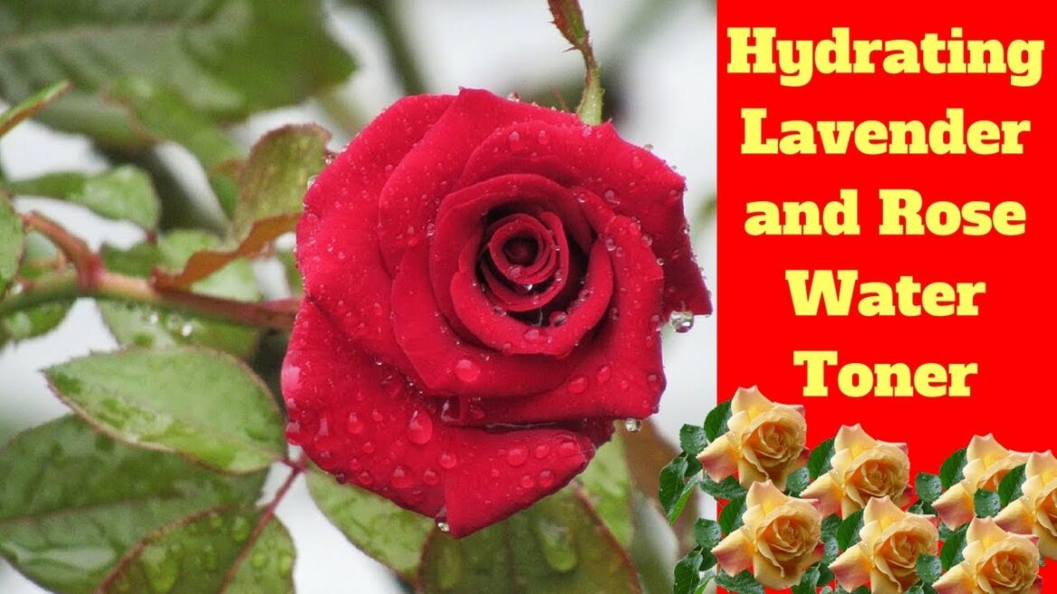 Hydrating Lavender and Rose Water Toner