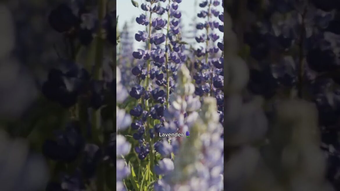 What Does Shampure Smell Like? | Aveda